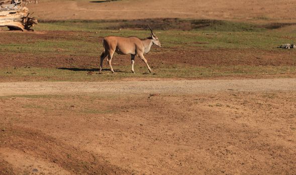 Grant’s gazelle, Nanger granti, is found in northern Tanzania, Africa