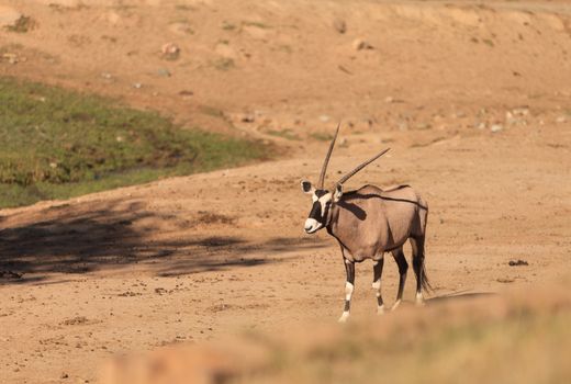 Gemsbok, Oryx gazelle, is golden brown with a face mask and horns, and can be found in South Africa