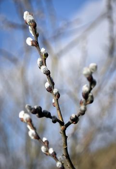 season background willow twigs symbol spring