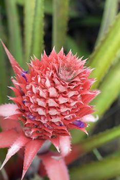 flowering pineapple growing on a pineapple plantation on hawaii