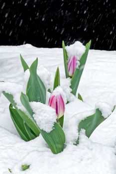 Tulip flowers in a springtime snowstorm.