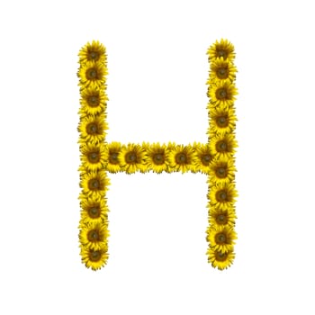 Sunflower alphabet isolated on white background, letter H