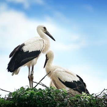 Storks in the nest on the background of the cloudy sky