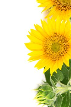 flowers sunflowers on a white background