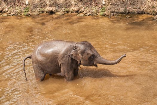 Asian black elephant bathing in river .