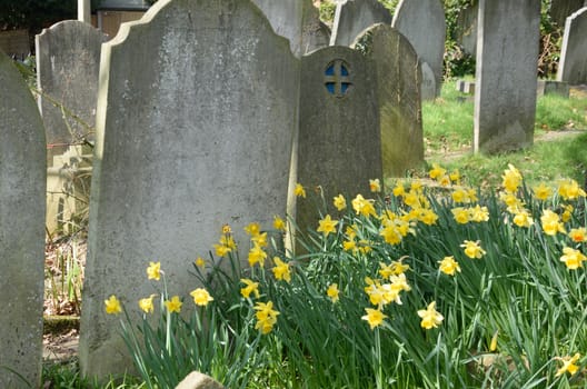 Graveyard with Daffodils in spring