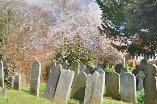 Graveyard with Blooming cherry tree