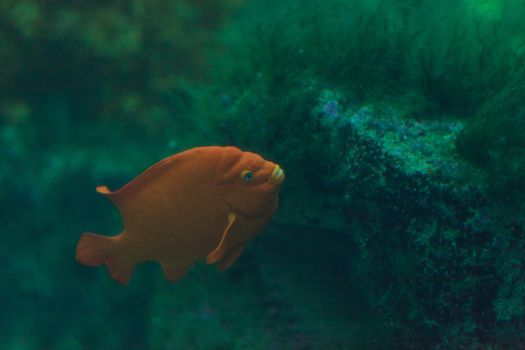 Orange Garibaldi fish, Hypsypops rubicundus, is a damselfish found in subtropical northeastern waters of the Pacific Ocean