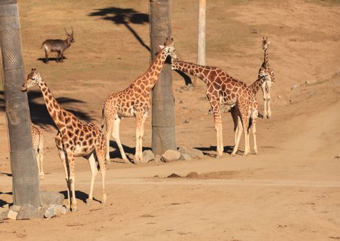 Giraffes, Giraffa camelopardalis, are found in Africa have long necks to help them eat the leaves off trees.