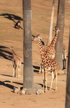 Giraffes, Giraffa camelopardalis, are found in Africa have long necks to help them eat the leaves off trees.