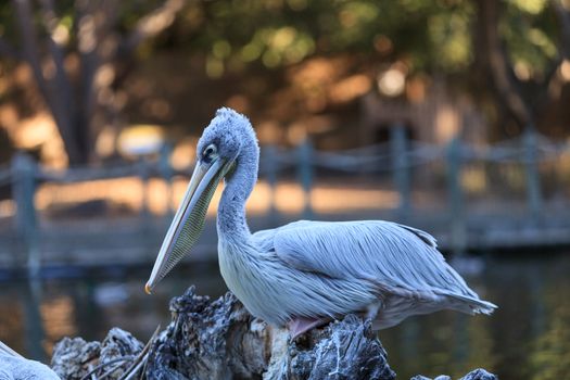 Great white pelican, Pelecanus onocrotalus, is also known as the eastern white pelican or the rosy pelican.