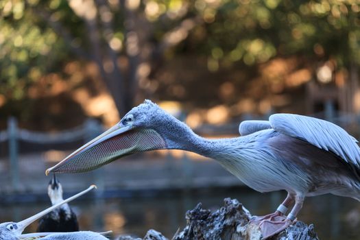 Great white pelican, Pelecanus onocrotalus, is also known as the eastern white pelican or the rosy pelican.