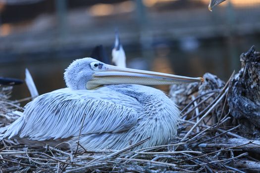 Great white pelican, Pelecanus onocrotalus, is also known as the eastern white pelican or the rosy pelican.