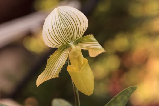 Lady Slipper Orchid flower Paphiopedilum blooms in a greenhouse in spring