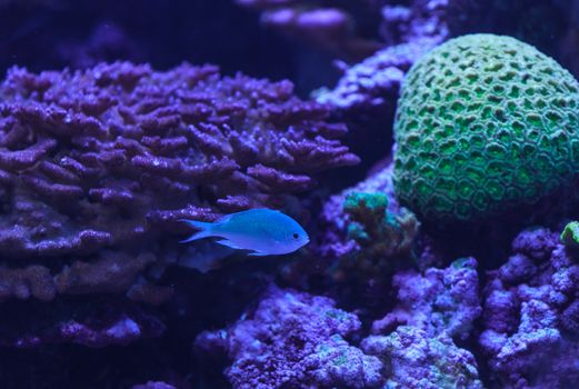 Green chomis, Chromis viridis, has a pale green color and is found on the reef