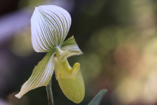 Lady Slipper Orchid flower Paphiopedilum blooms in a greenhouse in spring