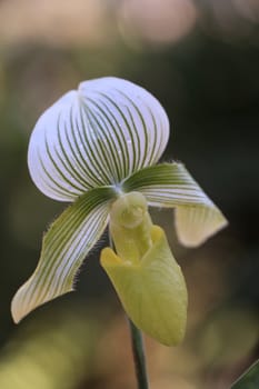 Lady Slipper Orchid flower Paphiopedilum blooms in a greenhouse in spring