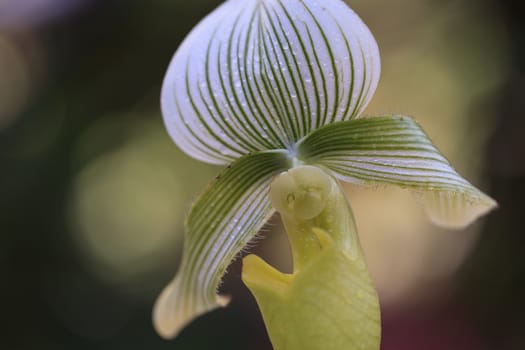 Lady Slipper Orchid flower Paphiopedilum blooms in a greenhouse in spring