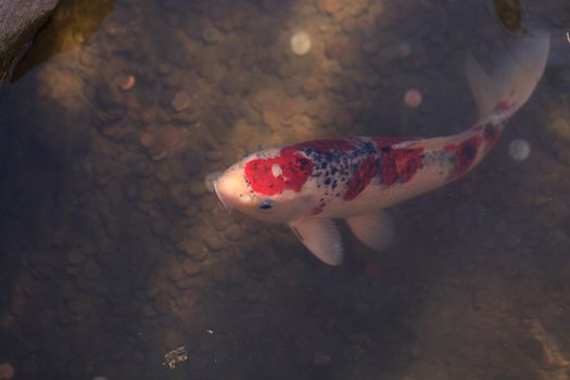 Koi fish, Cyprinus carpio haematopterus, eating in a koi pond in Japan