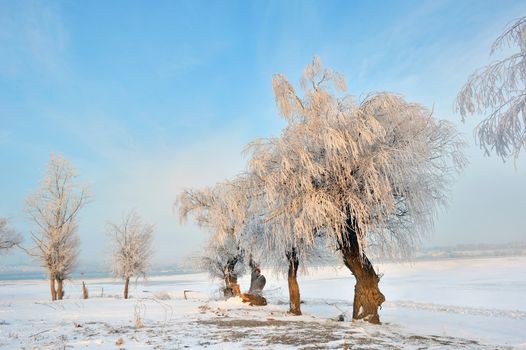 Frosty winter trees near Danube river