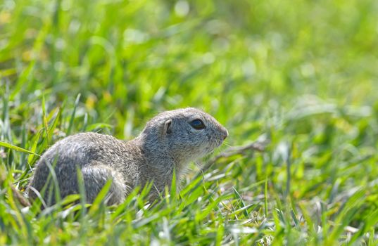 prairie dog on field in spring time