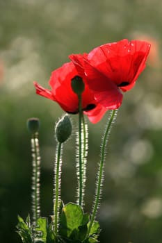 red poppy on green bokeh background