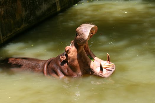 Hippopotamus showing teeth