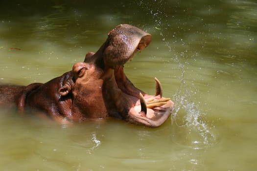 Hippopotamus showing teeth