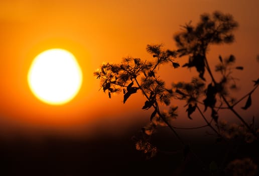 flower in sunset