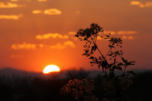 Silhouette flower in sunset