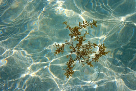 A Algae in the sea