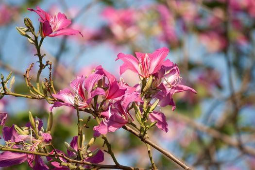 Butterfly Tree, Orchid Tree, Purple Bauhinia with blue sky