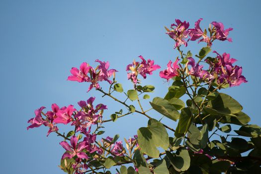 Butterfly Tree, Orchid Tree, Purple Bauhinia with blue sky