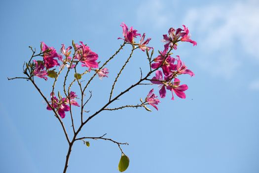 Butterfly Tree, Orchid Tree, Purple Bauhinia with blue sky