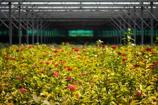 Red flowers in a greenhouse