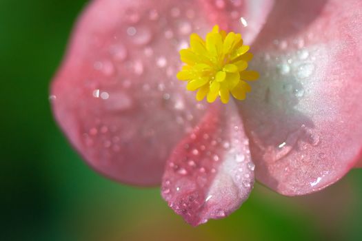 Pink begonia flower on green background