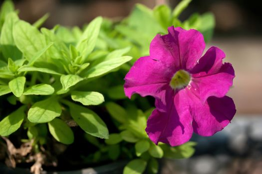 petunias flower close-up.