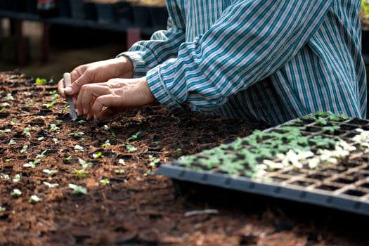 Planting vegetable in Greenhouse