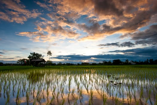 rice field at sunset, Thailand