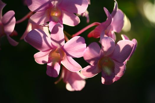 Pink cultivated orchid over black background