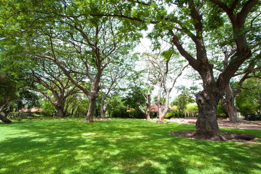 Shade from big tree