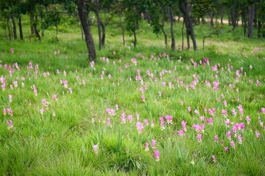 Curcuma alismatifolia