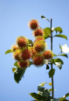 Tropical fruit, Rambutan on tree