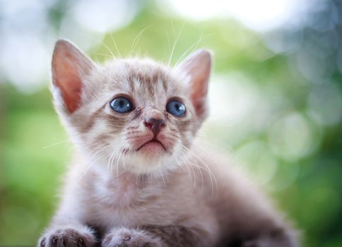 Pretty cat kitten on green booked background