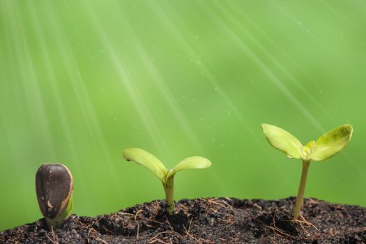 Small plant on pile of soil