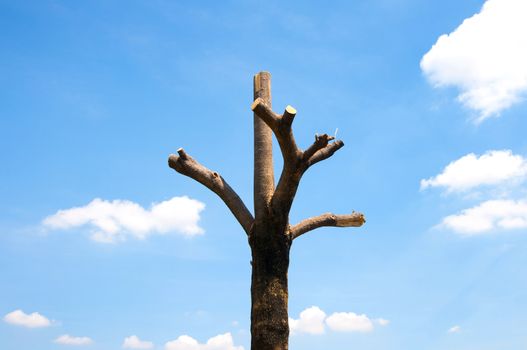 Stump and blue sky