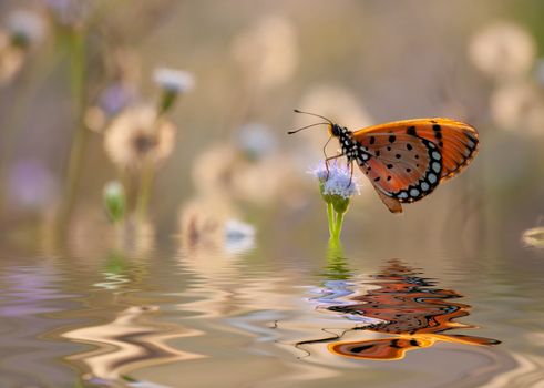 Butterfly feeding on cosmos flower,vintage background