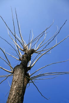 bare tree branches against the blue sky