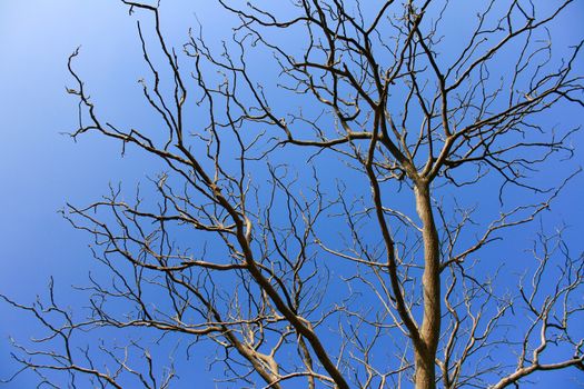 bare tree branches against the blue sky