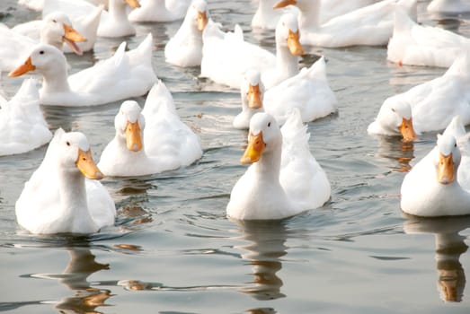 Flock of white ducks swimming in the pond